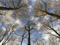 Sunlit Treetops, Sherwood Pines, Nottinghamshire